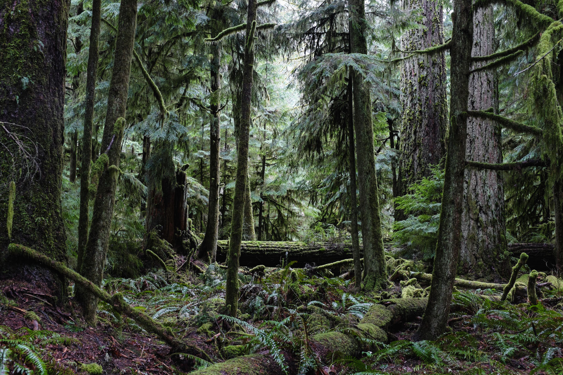 Rainforest_MacMillanGrove